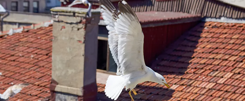 Residential Chimney Animal Removal Solution in Holiday, FL